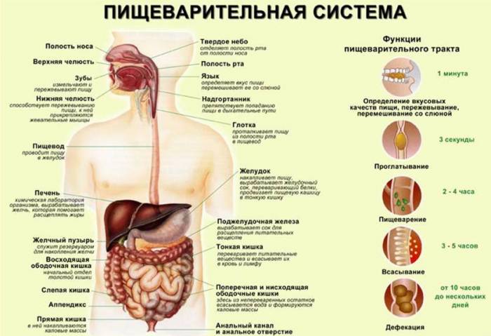 Човешка храносмилателна система