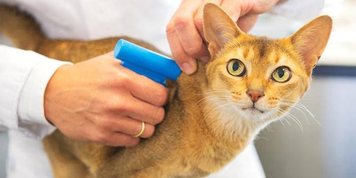 Écaillage de chat