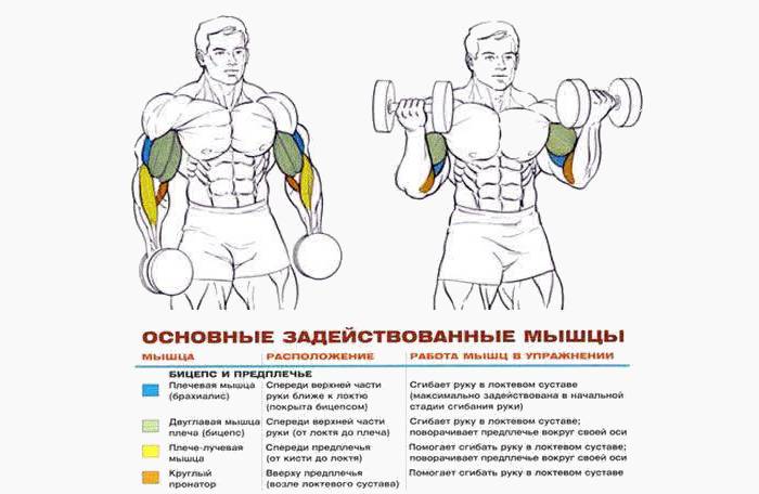 Вежбе за мишиће током тренинга са бучицама