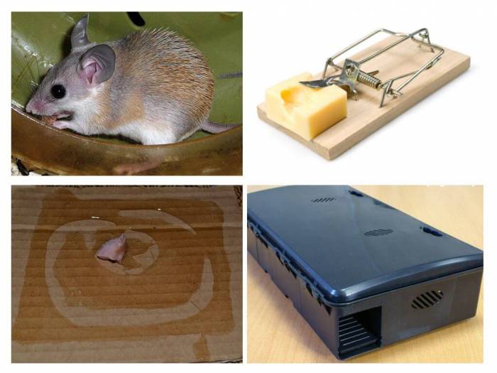 Menetelmät hiiristä päästä eroon talossa