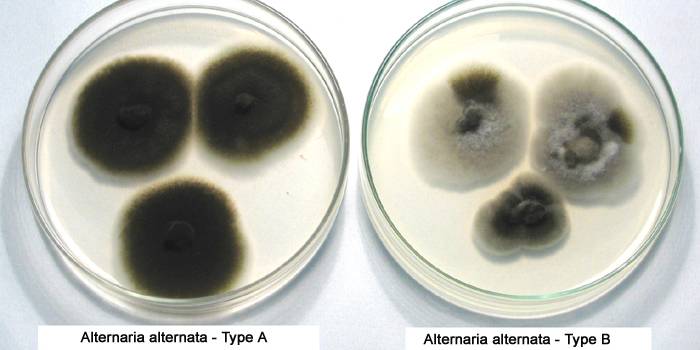 Alternaria Alternata