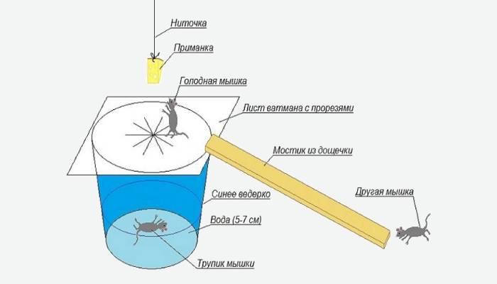 Paperi ja voi ansaan