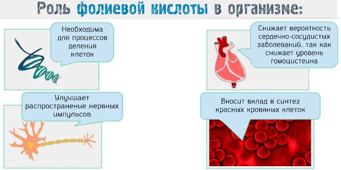 The role of folic acid in the body