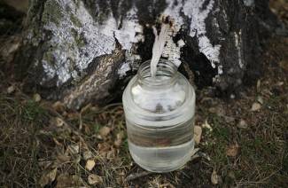 Recoltarea și depozitarea suvetei de mesteacăn