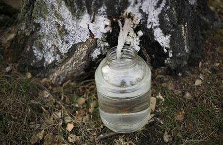 Recolección y almacenamiento de savia de abedul.