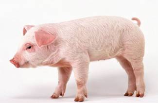 Trichinosis ของสัตว์
