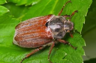 Chafer