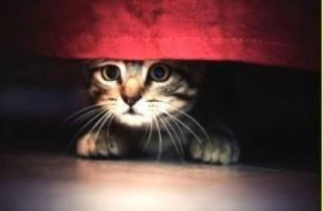 Como se livrar do cheiro de urina de gato