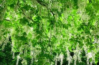 Sophora japonų kalba