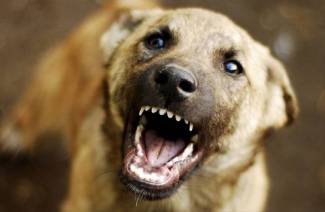 O que fazer se um cachorro morde
