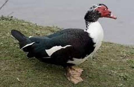 Kā pagatavot tītaru krāsnī