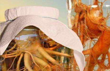 Tintura di ginseng