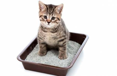Kedi kabızlık