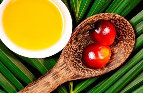 Dầu cọ