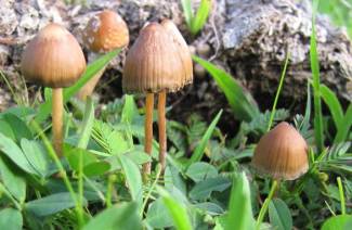 เห็ด Psilocybin