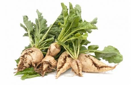 Sugar beet