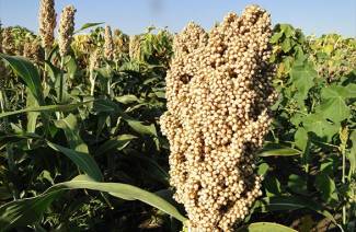 Che cos'è il sorgo
