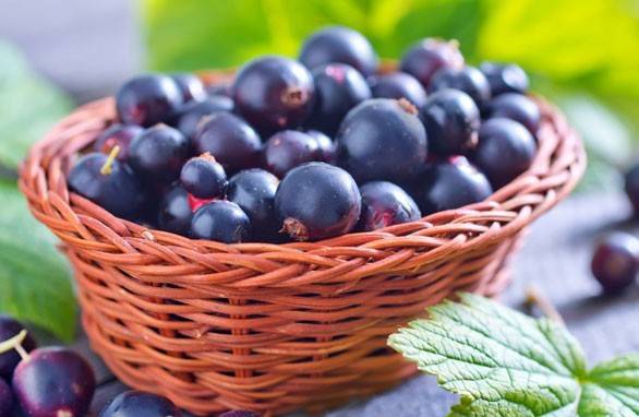 Teinture de cassis