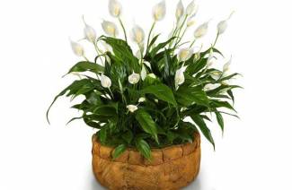 Spathiphyllum - kotihoito