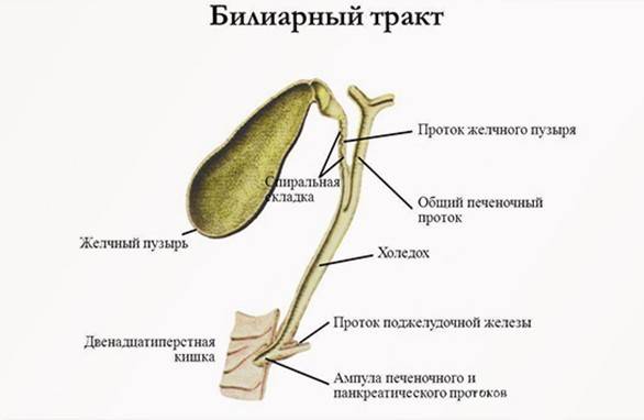 Hypertension biliaire