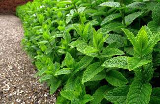 The effect of mint on potency