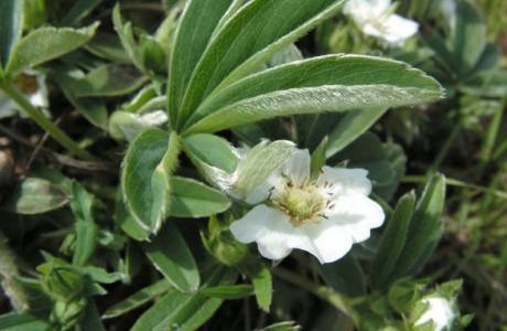 Balta cinquefoil