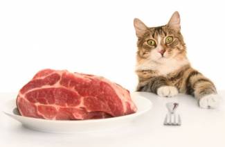 Как да храним котка