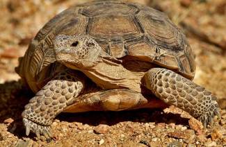 Landschildkröte