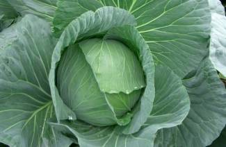 Dois-je enlever les feuilles inférieures du chou?