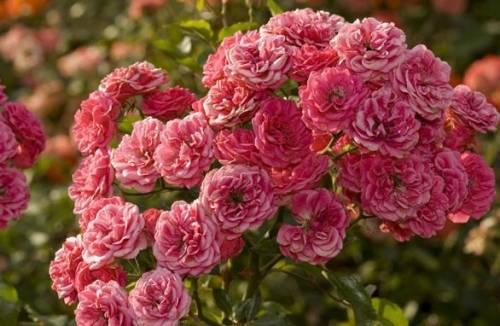 Roses arbustives