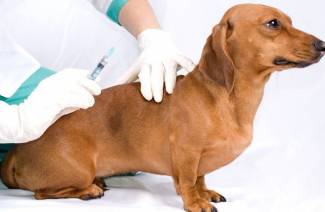 Köpekler için Sinulox