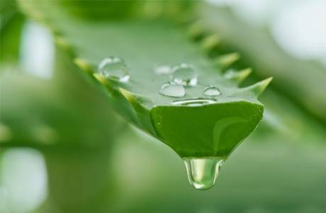 Succo di aloe per la pelle del viso