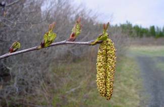 Brotes de abedul
