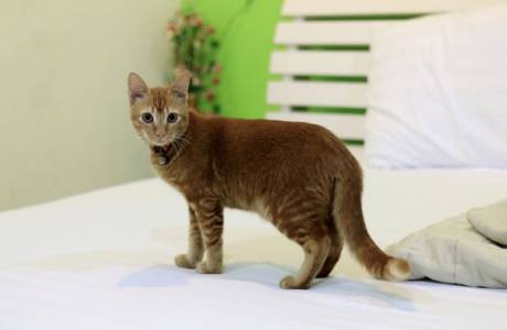 Защо котешката глупост на леглото