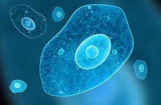 Negleria Fowler