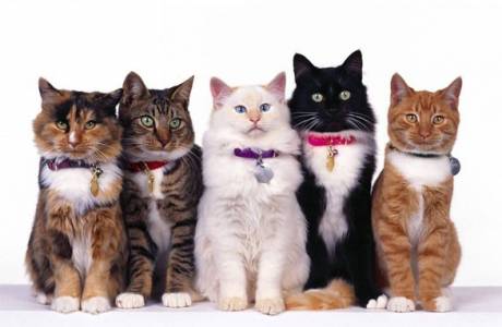 Flea at lagyan ng kwelyo para sa mga pusa
