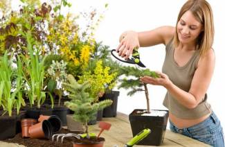 Calendrier lunaire pour les plantes d'intérieur