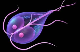 Giardia in der Leber