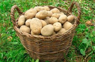 Frühe Kartoffelsorten