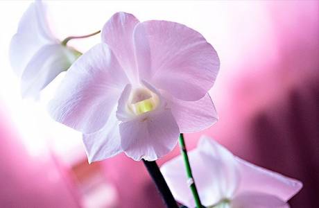 السحلب dendrobium