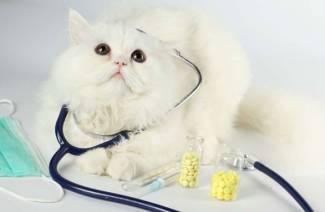 Stérilisation du chat