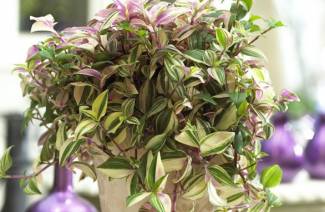 Tradescantia