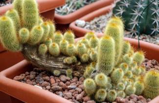 Paano magbubuhos ng cactus