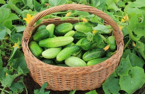 Les concombres les plus productifs pour les terrains ouverts