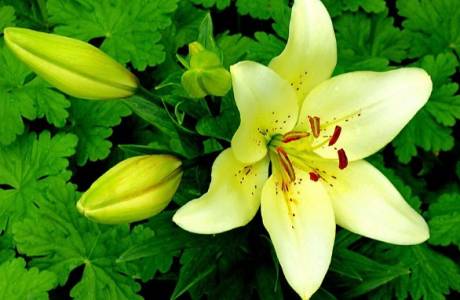 Planter des lis au printemps