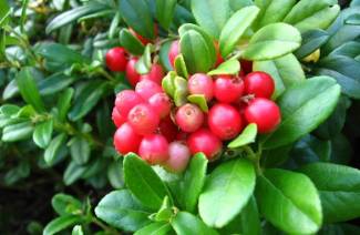 ใบ Lingonberry ในระหว่างตั้งครรภ์