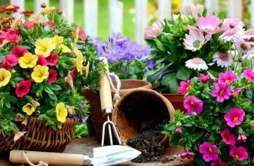 Quelles fleurs vivaces doivent être couvertes pour l'hiver