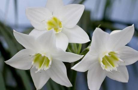 Eucharis