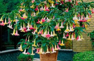 Brugmansia