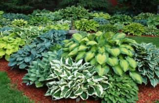 Hosta - nosēšanās un kopšana